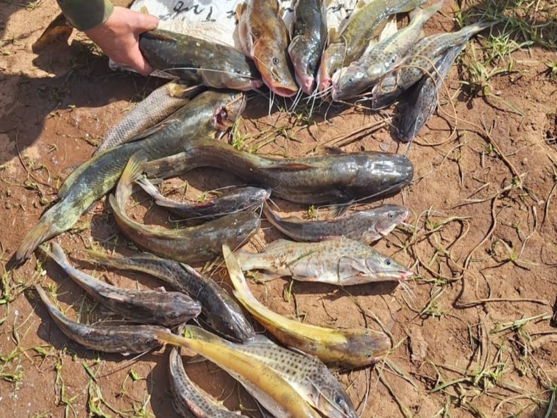 Patram apreende material e aplica medidas previstas na Lei de Crimes Ambientais.