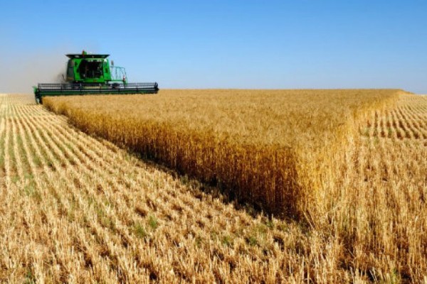  Devido a estiagem o impacto no rendimento da produção chega a 29,3% na soja