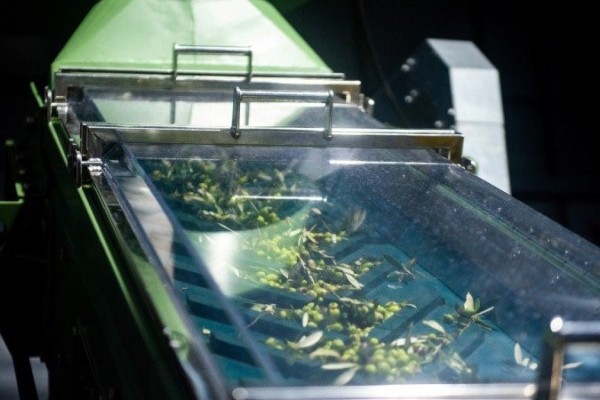 É projetado mais de 500 mil litros para 2023 de azeite extravirgem no RS 