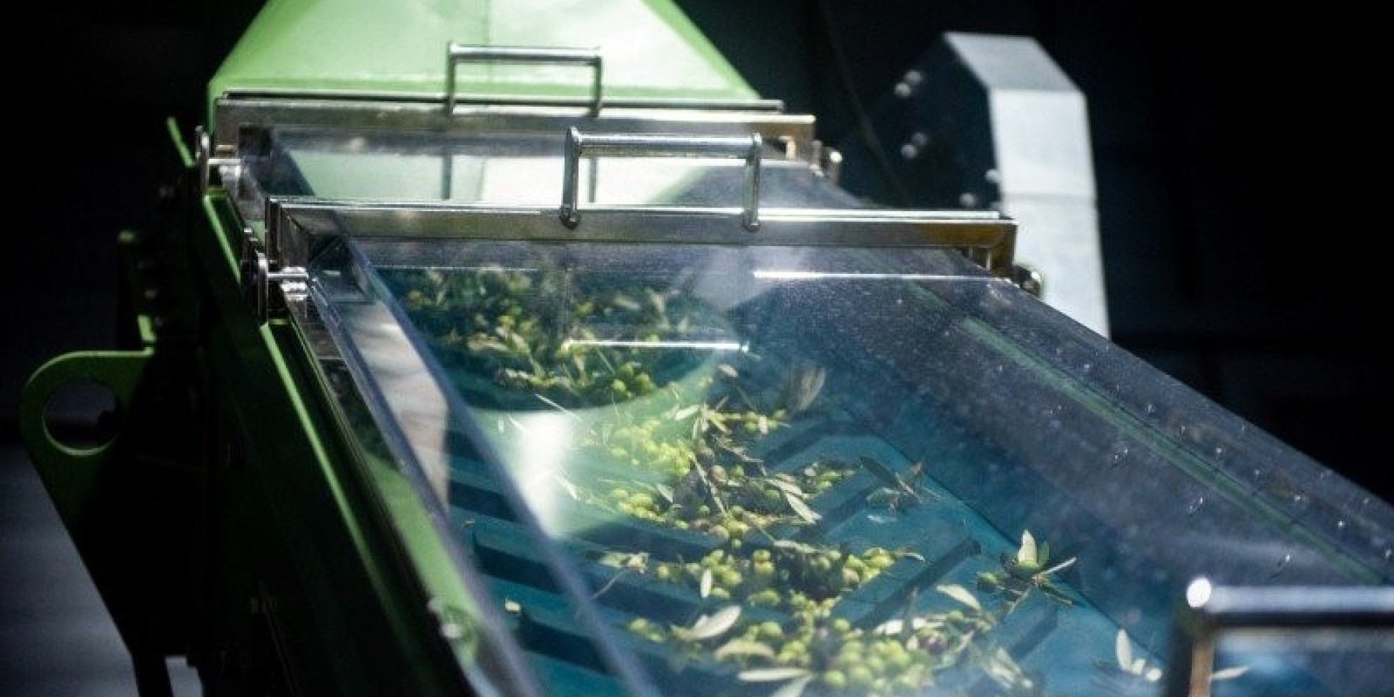 É projetado mais de 500 mil litros para 2023 de azeite extravirgem no RS