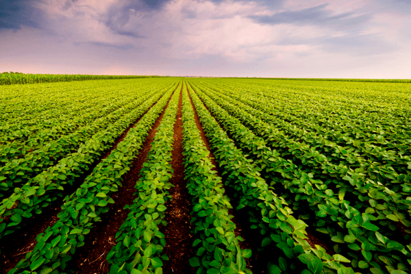 A participação feminina nas modalidades do Programa de Aquisição de Alimentos (PAA) alcançou 80% em 2019 