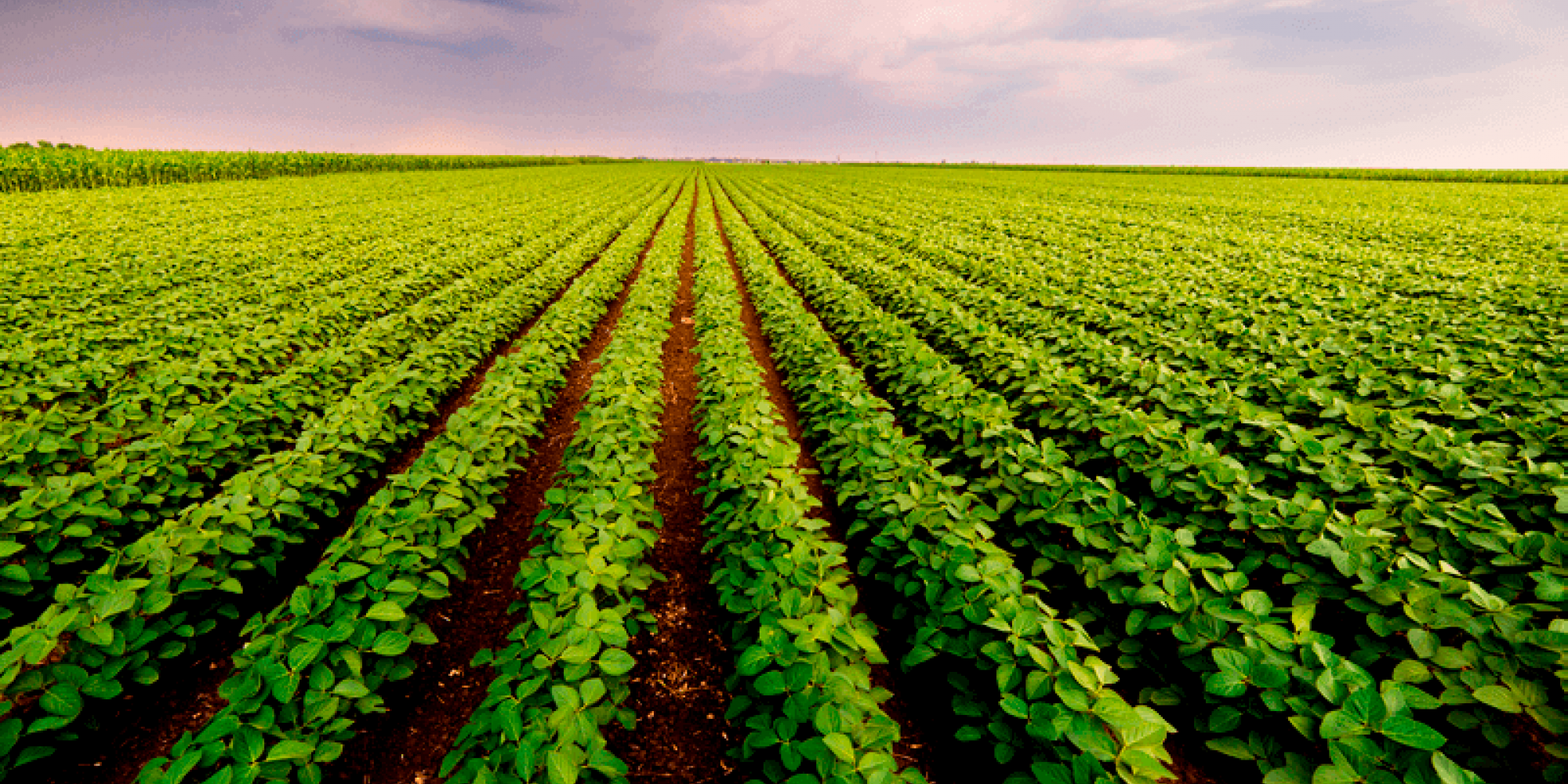 A participação feminina nas modalidades do Programa de Aquisição de Alimentos (PAA) alcançou 80% em 2019 A participação feminina nas modalidades do Programa de Aquisição de Alimentos (PAA) alcançou 80% em 2019