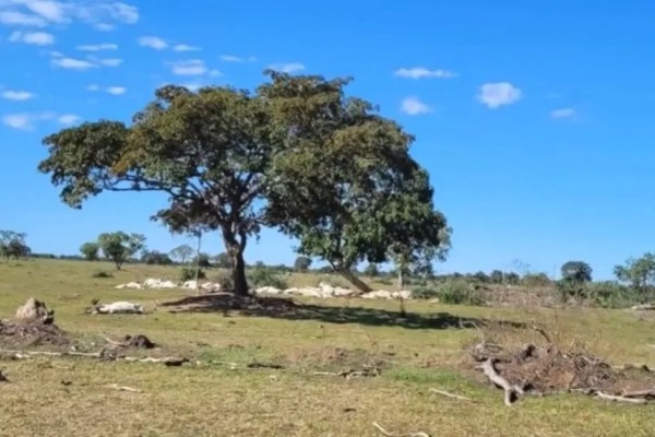 Sobe para 1.537 número de cabeças de gado mortos pelo frio em MS