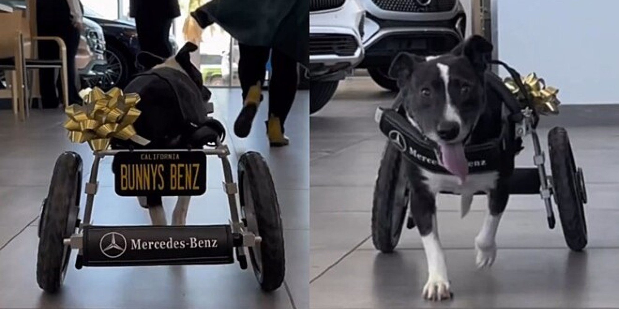 Cachorra atropelada ganha cadeira de rodas de empresa de carros de luxo