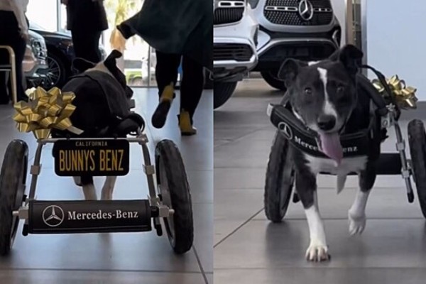 Cachorra atropelada ganha cadeira de rodas de empresa de carros de luxo 