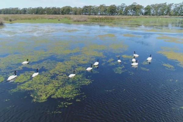 Governo confirma registro de foco de gripe aviária em aves silvestres no RS