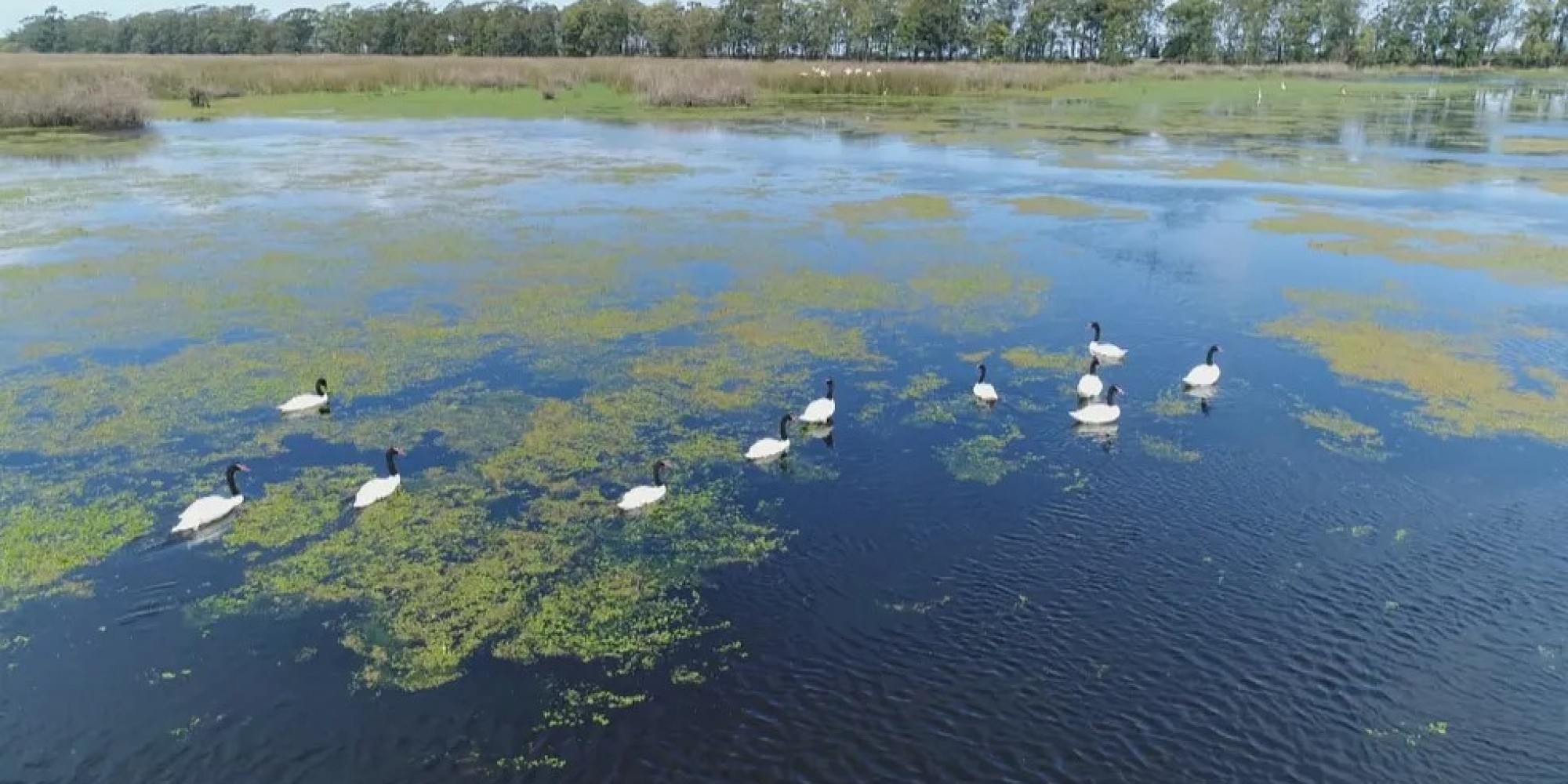 Governo confirma registro de foco de gripe aviária em aves silvestres no RS