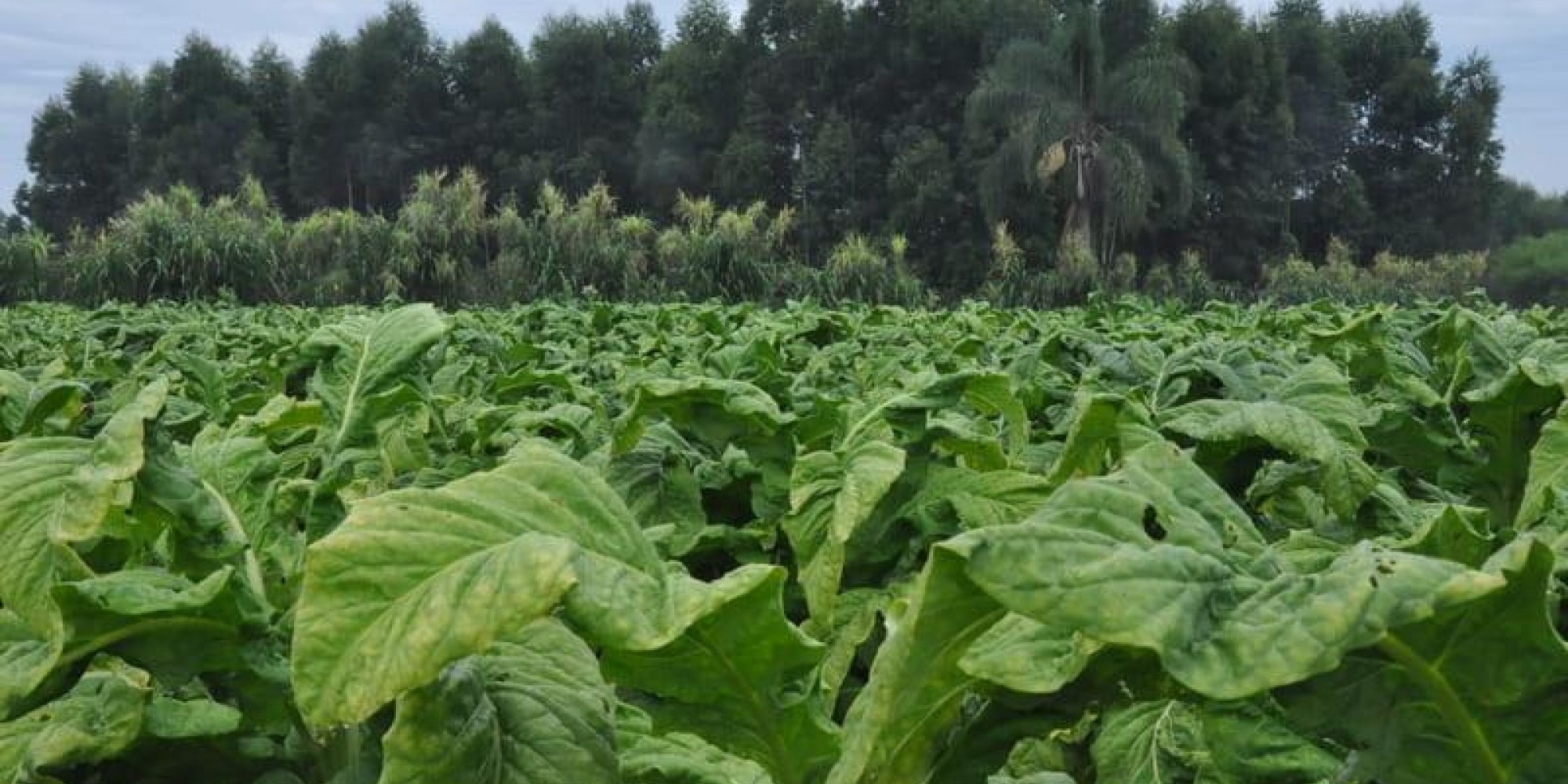 Para 2021, a produção agrícola deve apresentar importante recuperação Para 2021, a produção agrícola deve apresentar importante recuperação