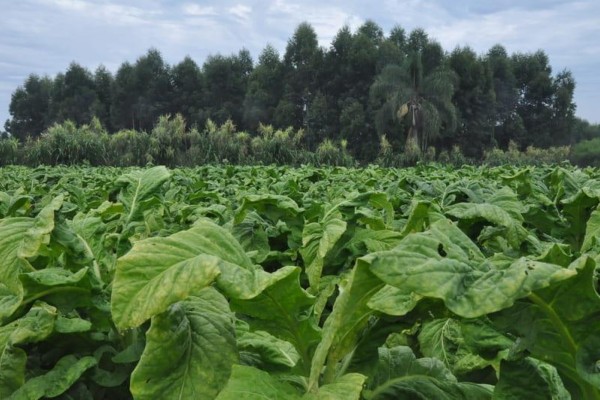 Para 2021, a produção agrícola deve apresentar importante recuperação