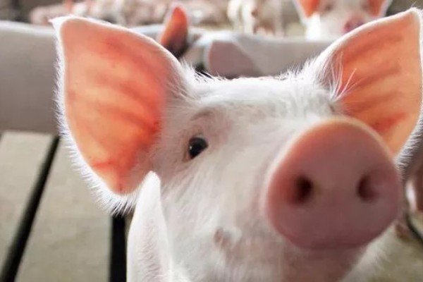 Exportações de carne suína crescem 9,3% em julho 