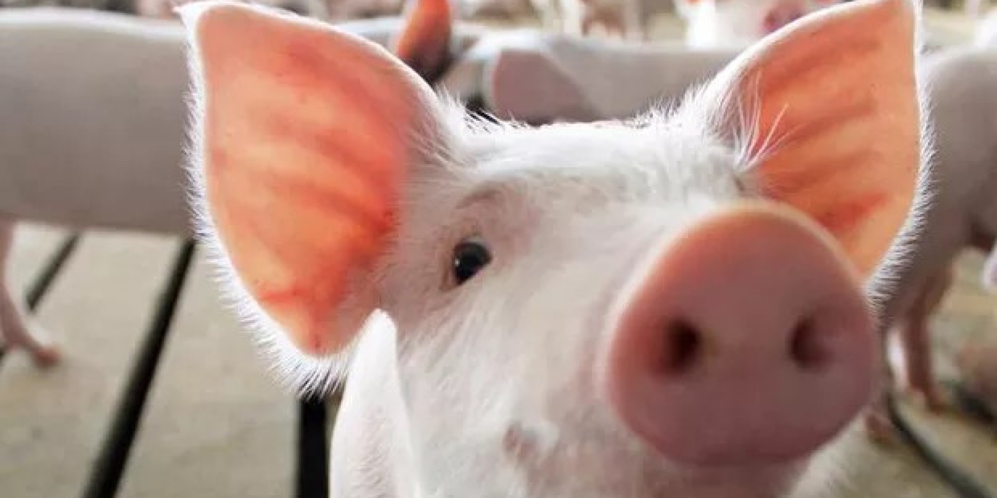 Exportações de carne suína crescem 9,3% em julho