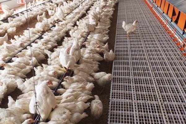 Machos e fêmeas foram alocados em pavilhão destinado à produção de ovos