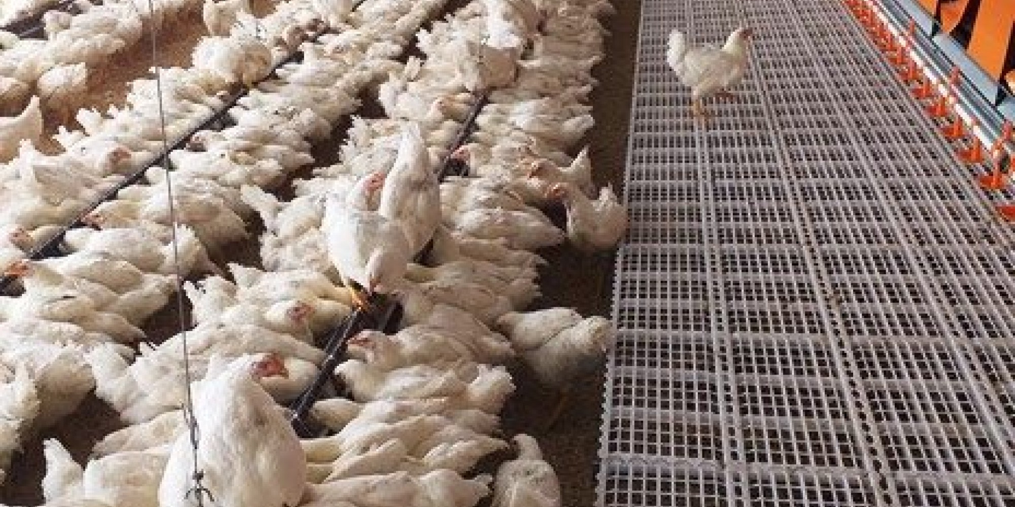 Machos e fêmeas foram alocados em pavilhão destinado à produção de ovos Machos e fêmeas foram alocados em pavilhão destinado à produção de ovos