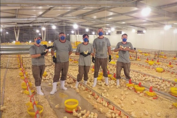 Equipe de trabalho no alojamento dos pintinhos oriundos do incubatório