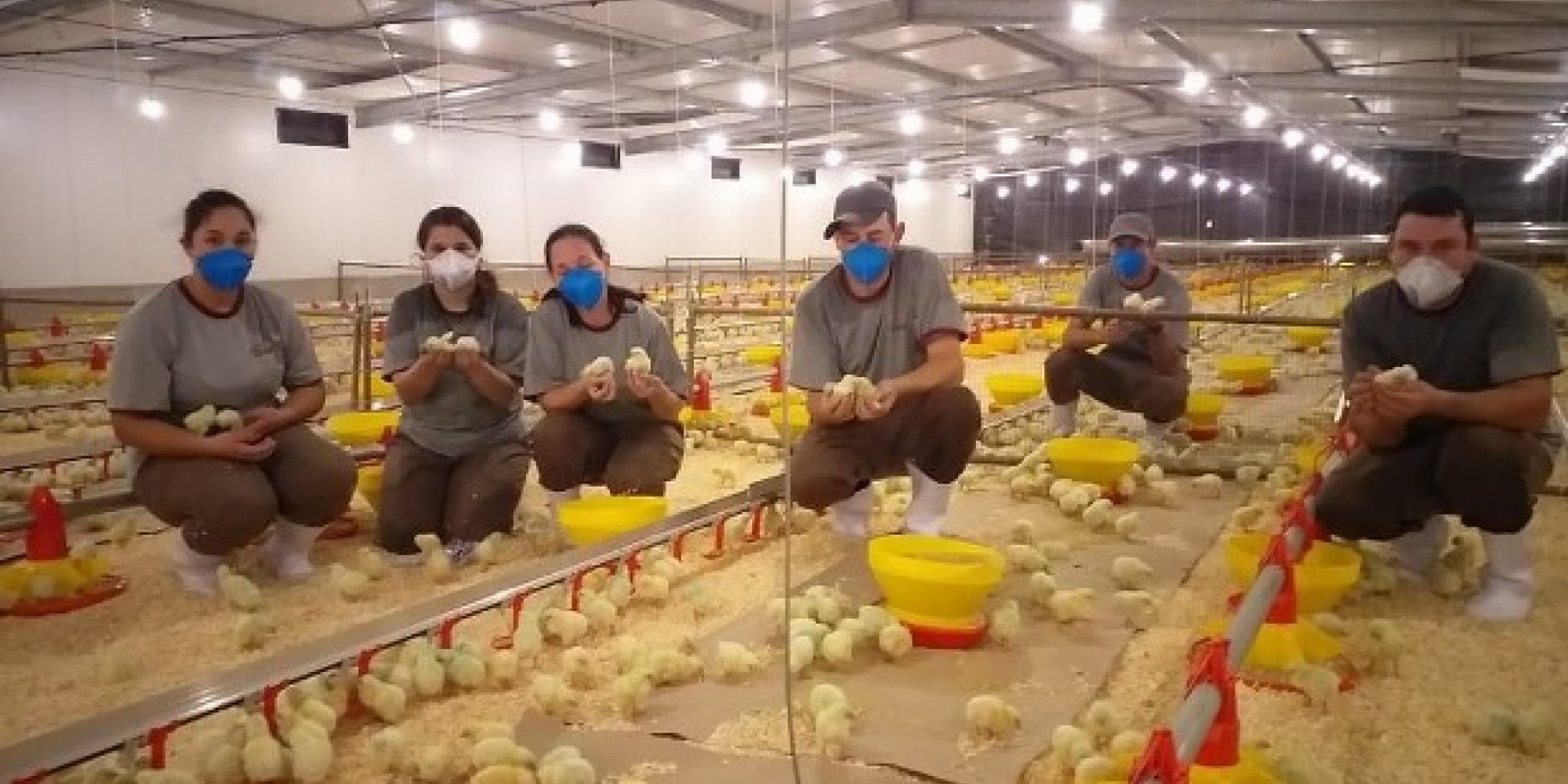 Equipe no alojamento dos pintinhos no Condomínio Venâncio Aires Equipe no alojamento dos pintinhos no Condomínio Venâncio Aires