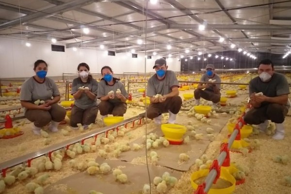 Equipe no alojamento dos pintinhos no Condomínio Venâncio Aires