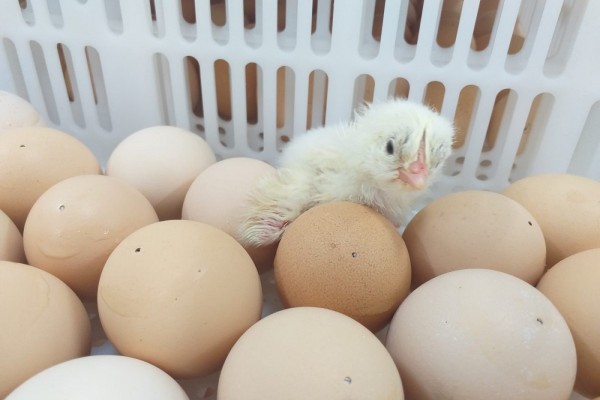 Pintinho foi batizado de Golden Chicken 01, nome da Linha de Frango Dália, já no mercado para comercialização