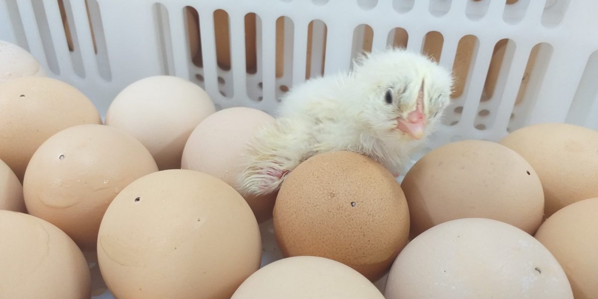 Pintinho foi batizado de Golden Chicken 01, nome da Linha de Frango Dália, já no mercado para comercialização Pintinho foi batizado de Golden Chicken 01, nome da Linha de Frango Dália, já no mercado para comercialização