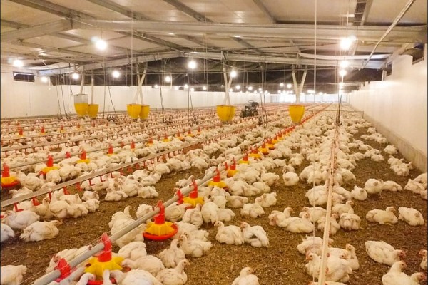  Frangos alojados no núcleo serão abatidos entre os dias 16 e 19 de junho