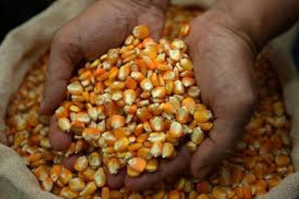 No ano passado, o programa beneficiou 49.950 produtores rurais de 391 municípios