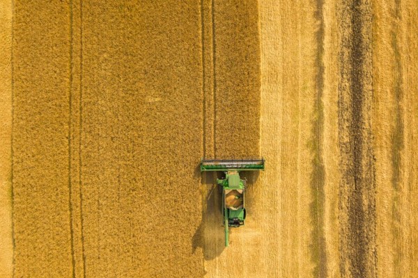 Com 102,1 milhões de toneladas o milho já tem recorde de safra assegurado