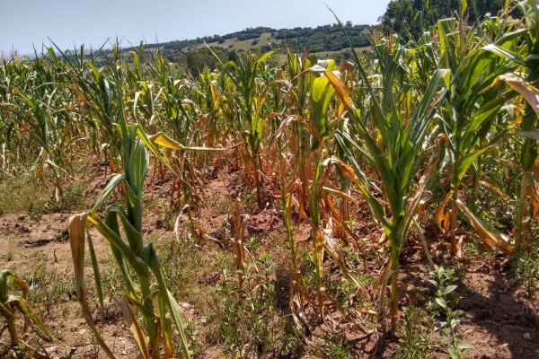 Contratar o seguro rural é uma das recomendações aos agricultores 