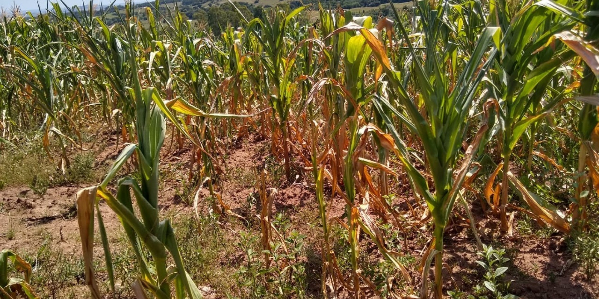 Contratar o seguro rural é uma das recomendações aos agricultores Contratar o seguro rural é uma das recomendações aos agricultores
