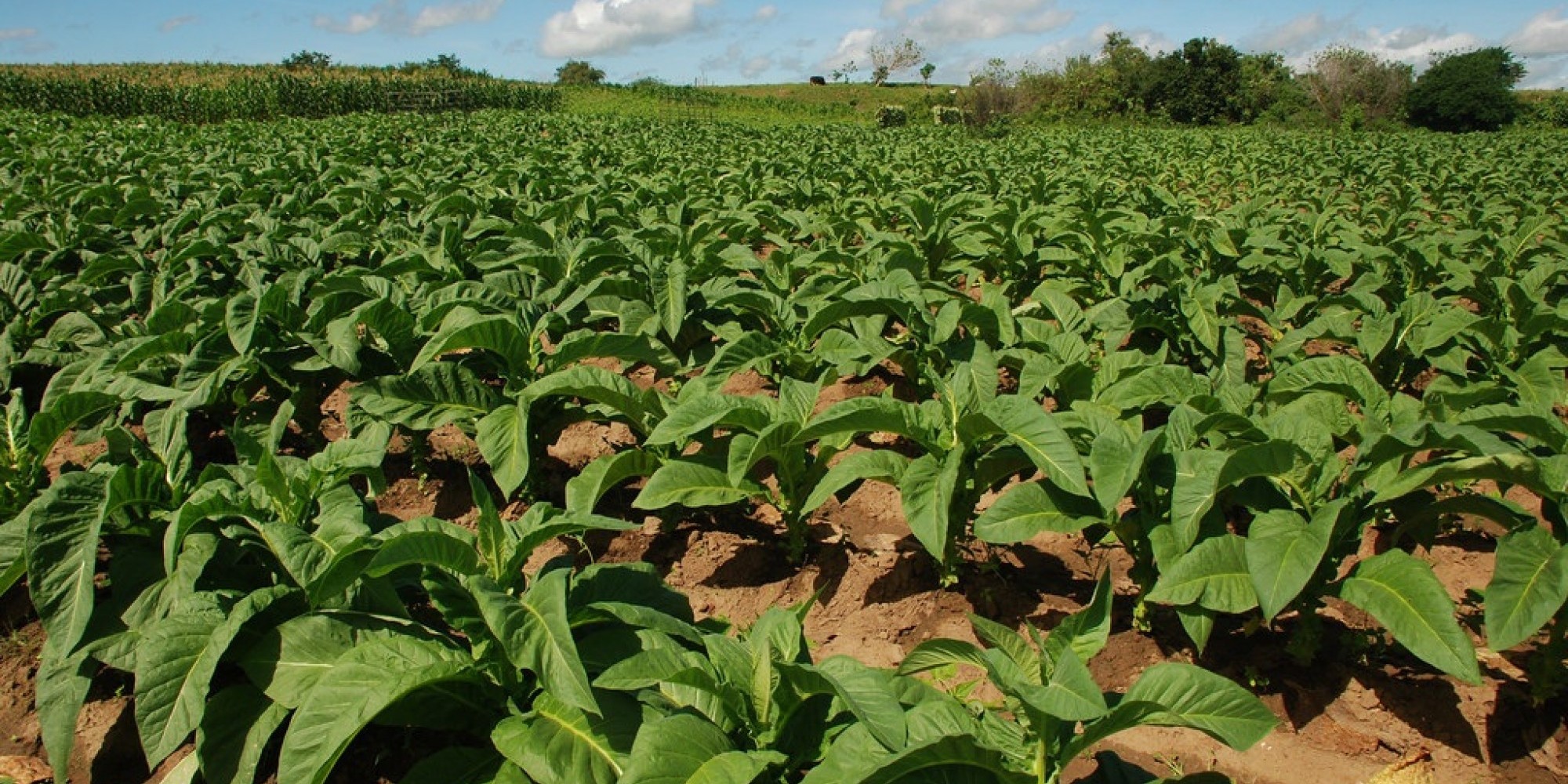O setor de fumo cresceu +27,4% o que representa US$ 77,2 milhões O setor de fumo cresceu +27,4% o que representa US$ 77,2 milhões