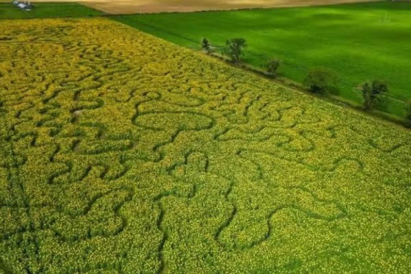 Agricultor cria trilha de 250 mil girassóis e atrai visitantes do mundo todo no Reino Unido 