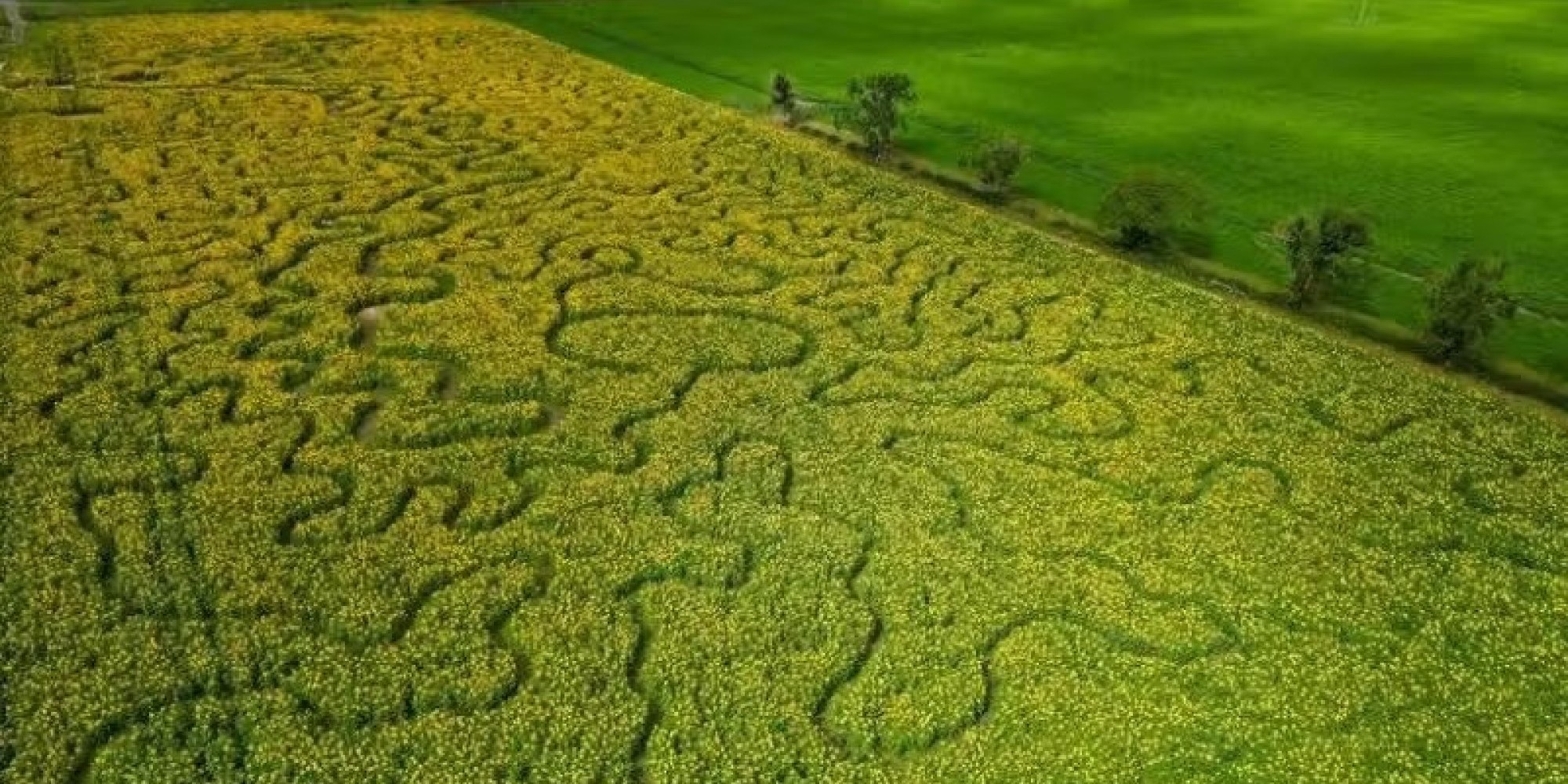 Agricultor cria trilha de 250 mil girassóis e atrai visitantes do mundo todo no Reino Unido