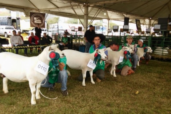 Primeiros animais desembarcam no Parque Assis Brasil para a Expointer