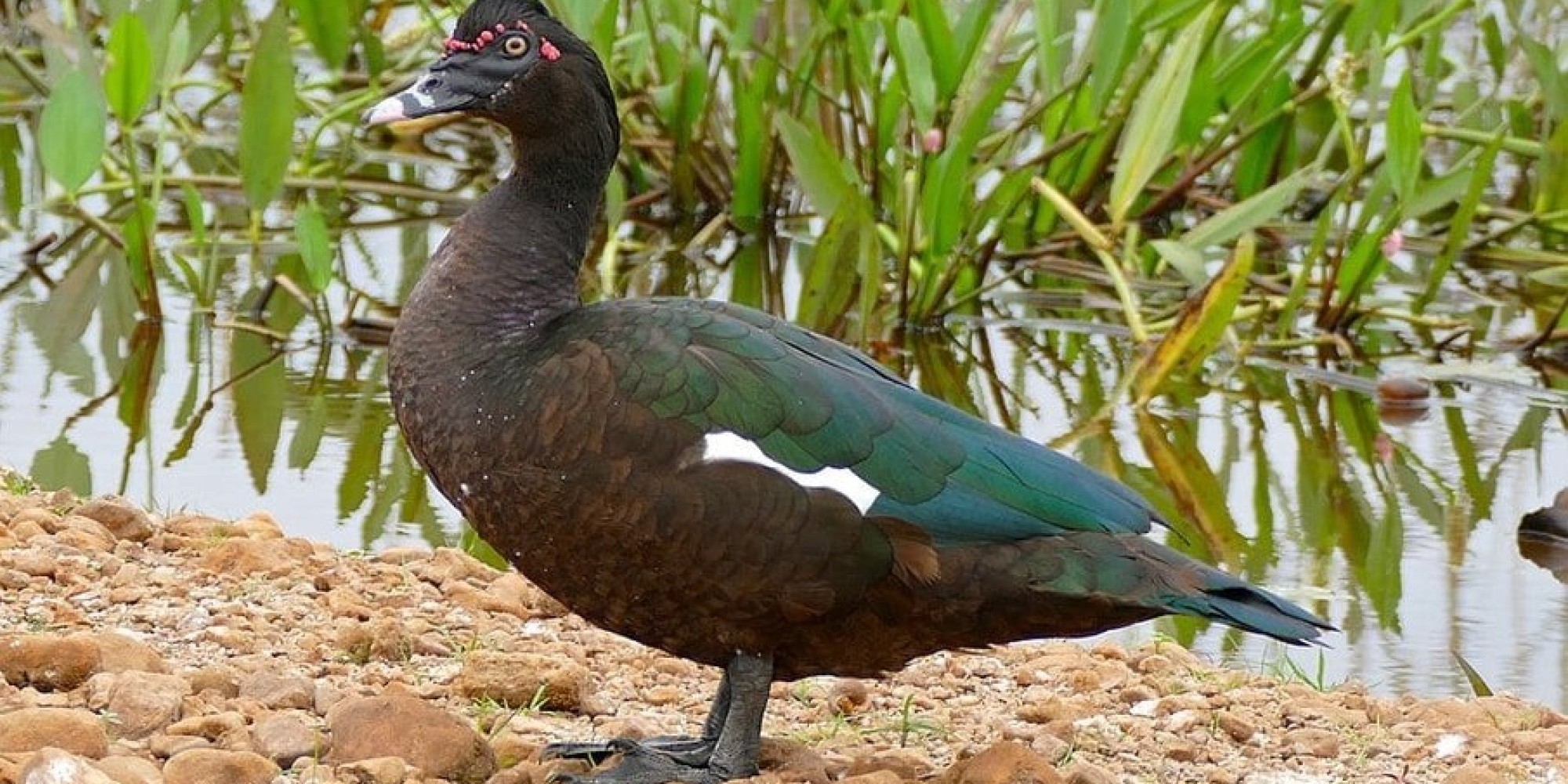É registrado em Minas Gerais primeiro caso de gripe aviária em pato