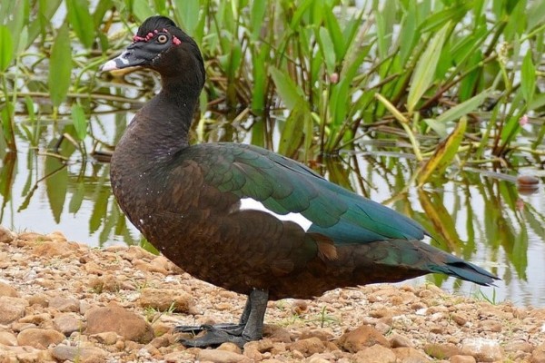 É registrado em Minas Gerais primeiro caso de gripe aviária em pato 