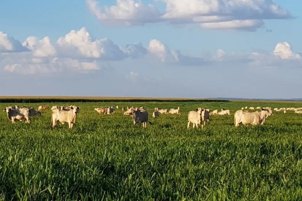 Impulsionado pela agropecuária, PIB brasileiro cresce 1,9% no primeiro trimestre deste ano 