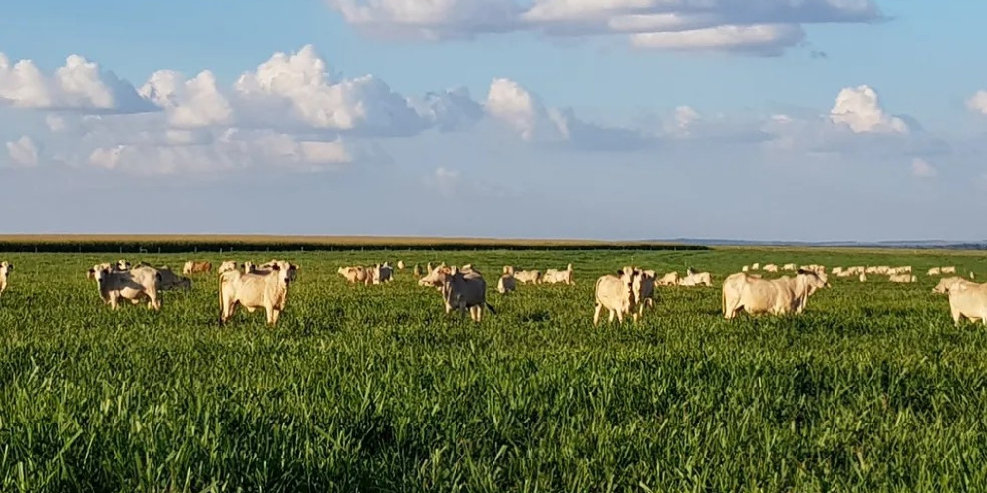 Impulsionado pela agropecuária, PIB brasileiro cresce 1,9% no primeiro trimestre deste ano