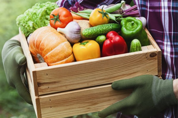 Soja, milho trigo, arroz e feijão são as culturas mais consumidas 