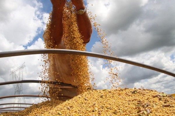 Produtor está satisfeito com a produtividade e com os preços praticados