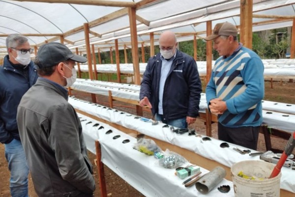 A expectativa da família é de que sejam colhidas cerca de cinco toneladas da fruta