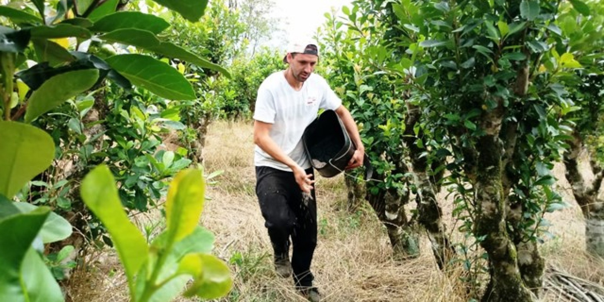 Cultura em expansão no polo do Alto do Vale do Taquari, a erva-mate tem importância econômica e social de grande relevância para a região Cultura em expansão no polo do Alto do Vale do Taquari, a erva-mate tem importância econômica e social de grande relevância para a região