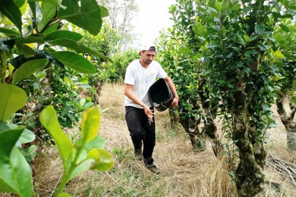 Cultura em expansão no polo do Alto do Vale do Taquari, a erva-mate tem importância econômica e social de grande relevância para a região