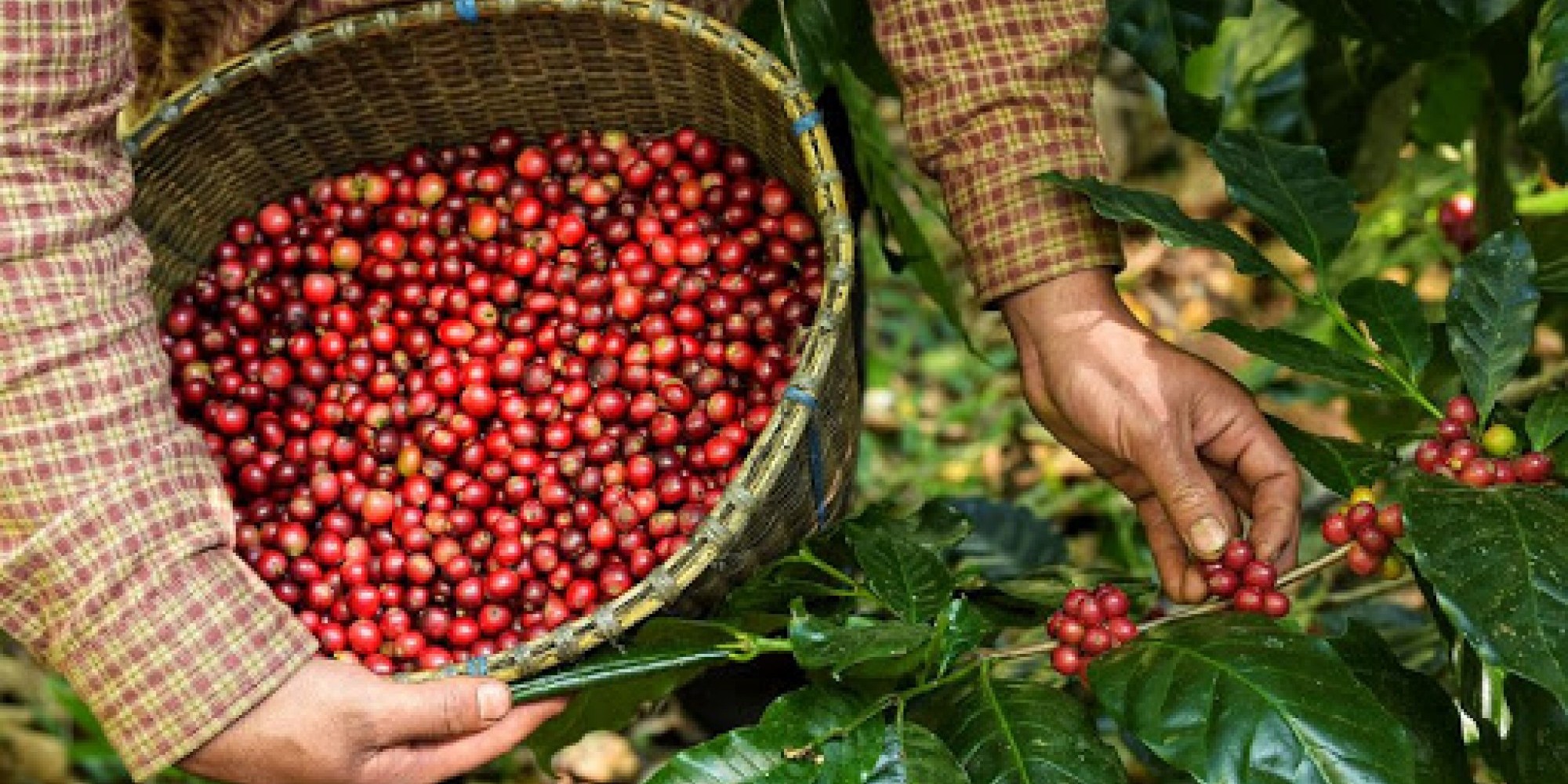 Números da produção será divulgado em 18 de junho Números da produção será divulgado em 18 de junho