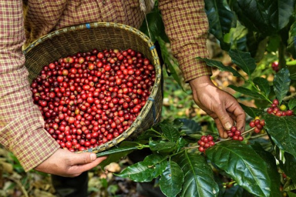 Números da produção será divulgado em 18 de junho