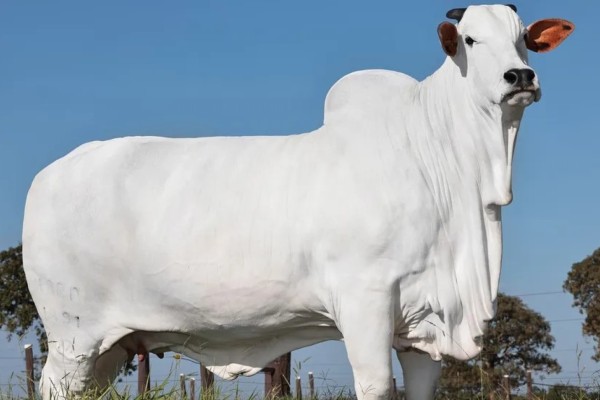 Pedaço de vaca é leiloado por R$ 7 milhões